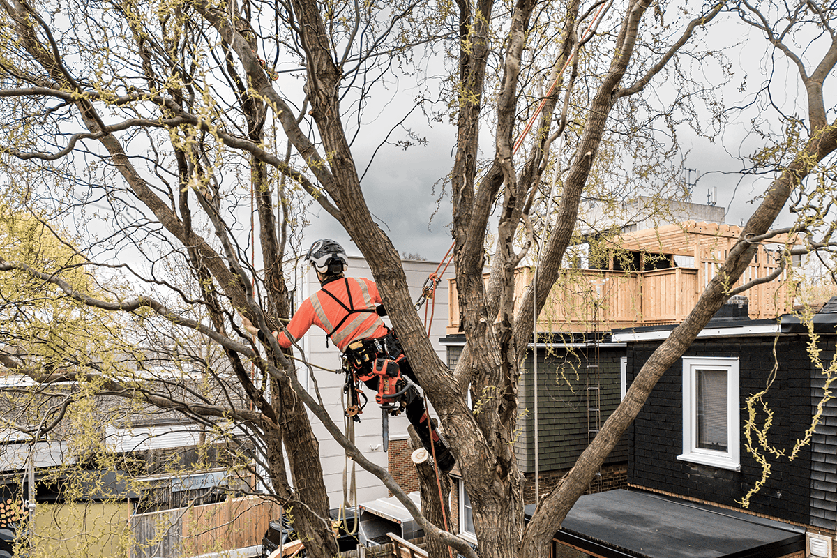 Welcome to Ben Roberts Tree Surgery