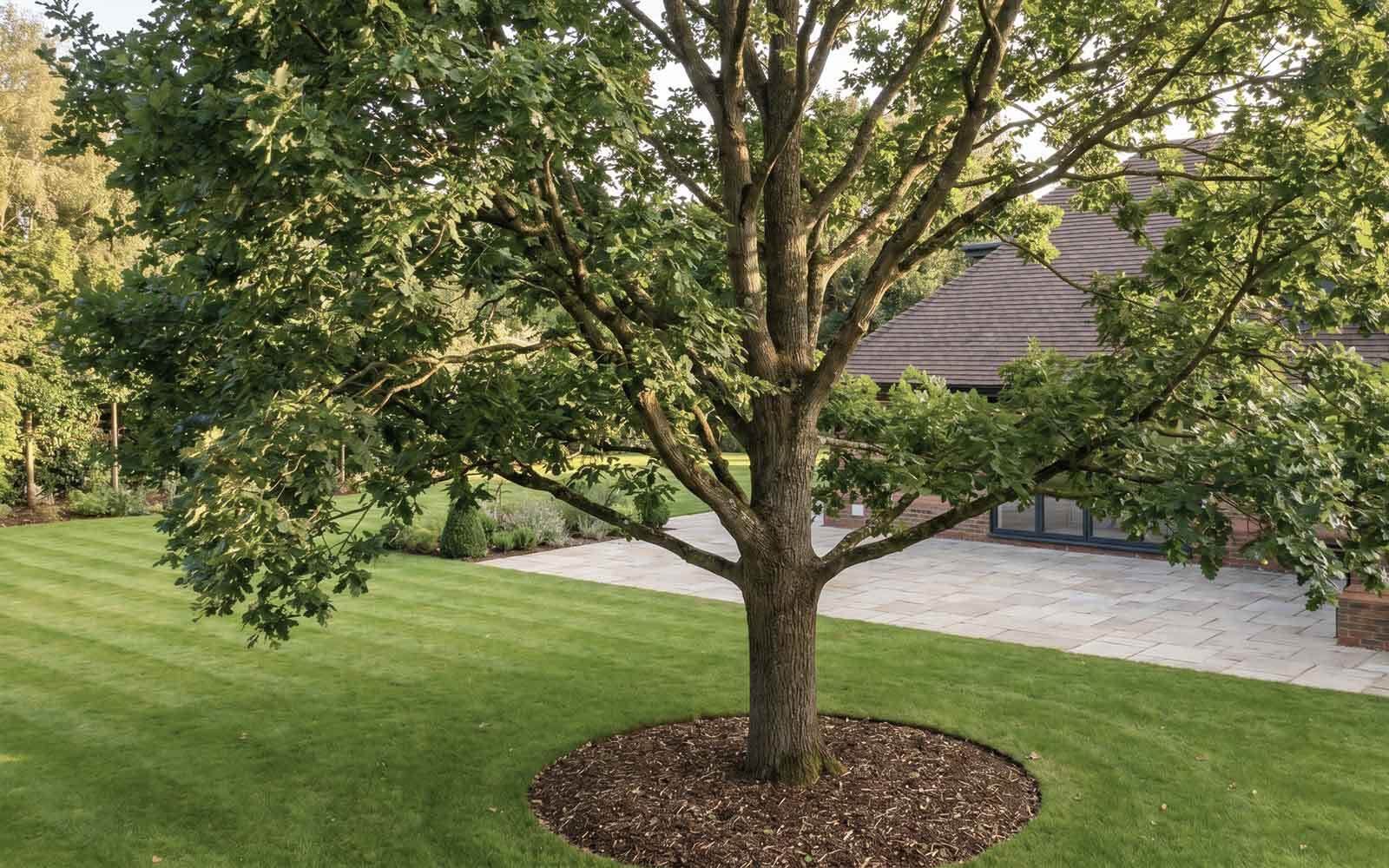 Ben Roberts Tree Surgery Work