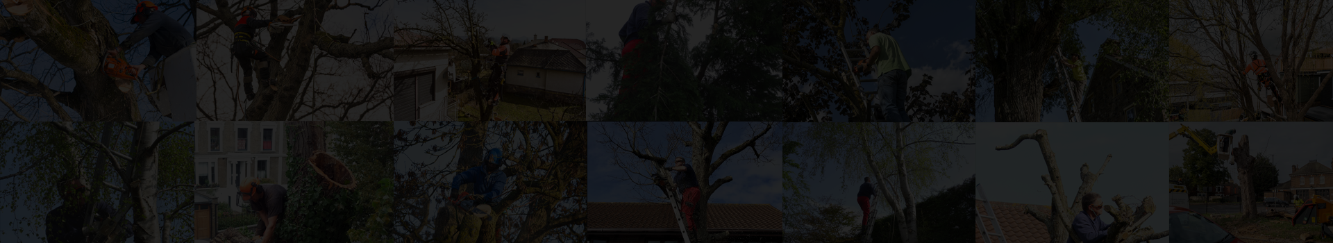 Ben Roberts Tree Surgery